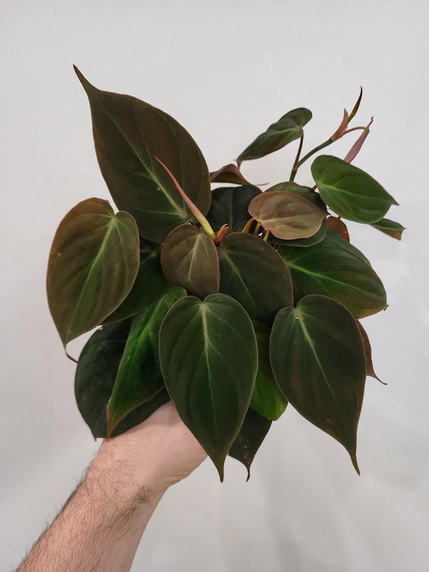Philodendron scandens ‘micans’ - Velvet Leaf Philodendron