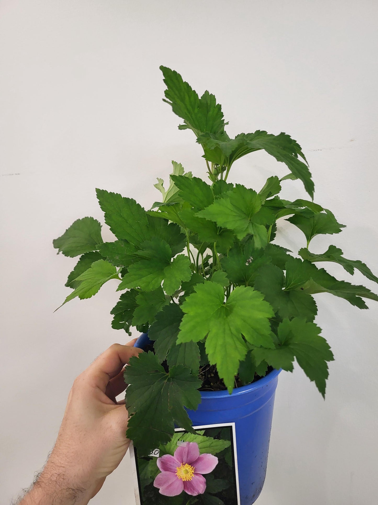 Anemone x hybrida 'September Charm' - Japanese Anemone