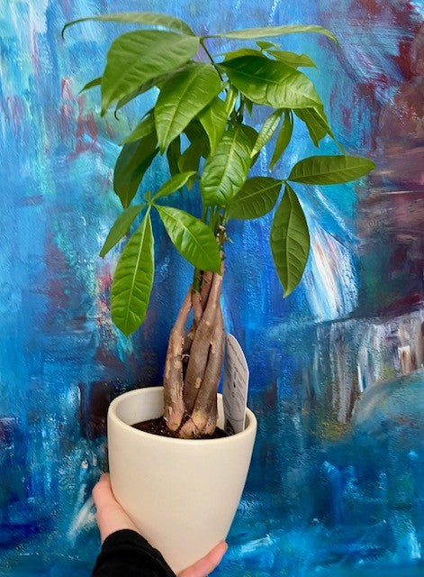 Pachira aquatica - Money Tree