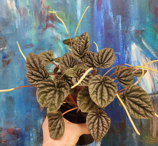 Peperomia ' Luna' Grey