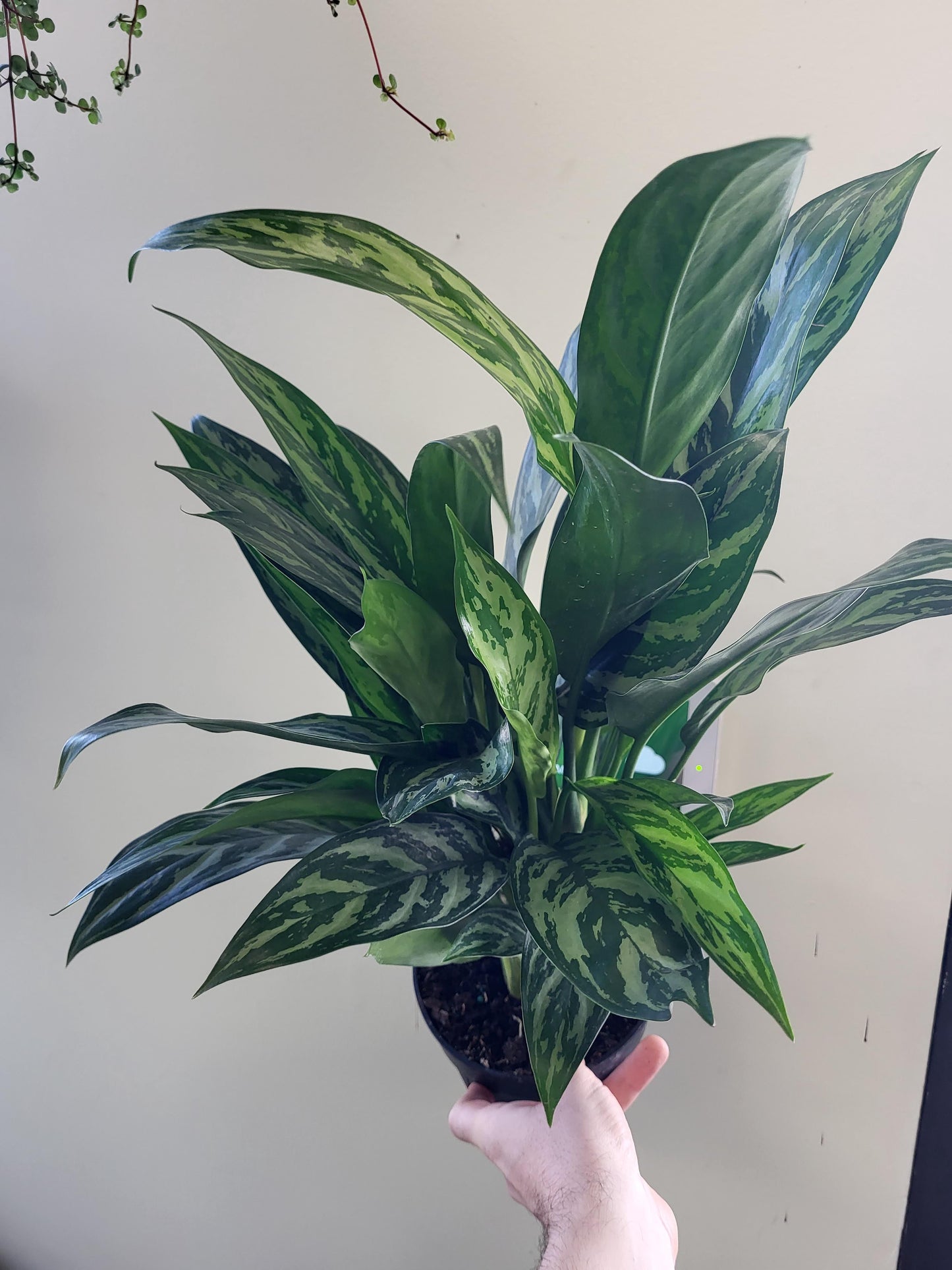 Aglaonema 'Tigress’ - Chinese Evergreen
