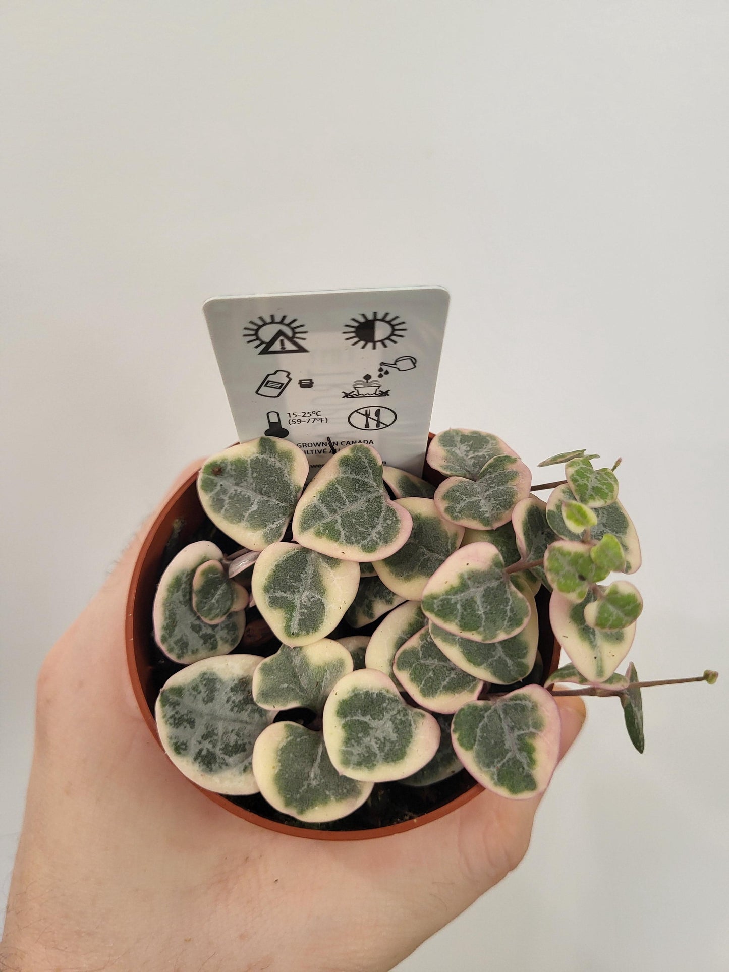 Ceropegia woodii 'Pretty Pink' - String of Hearts
