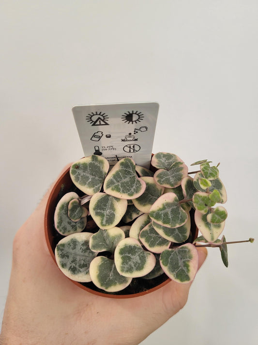 Ceropegia woodii 'Pretty Pink' - String of Hearts