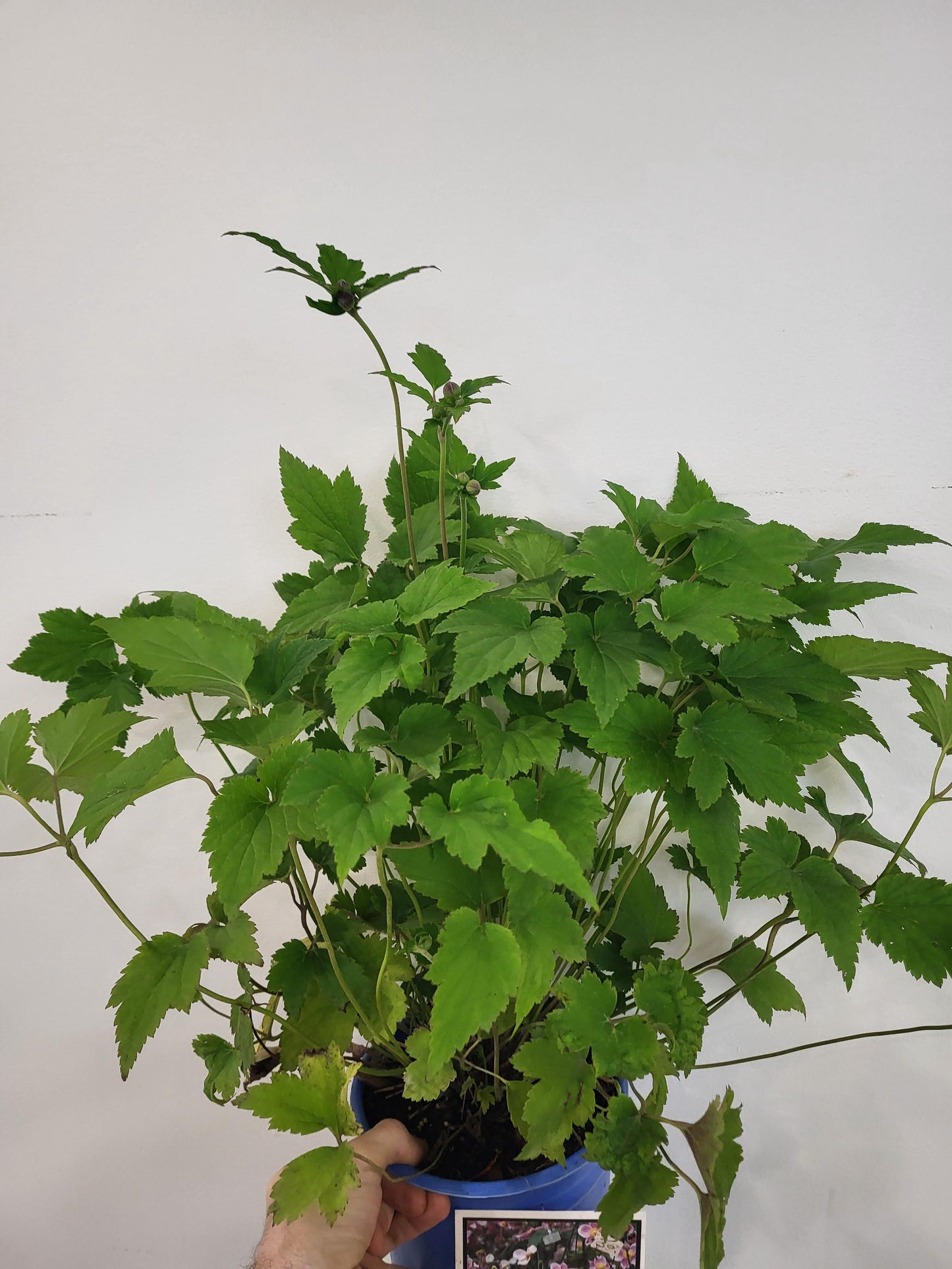 Anemone tomentosa 'Robustissima' - Grape Leaf Japanese Anemone