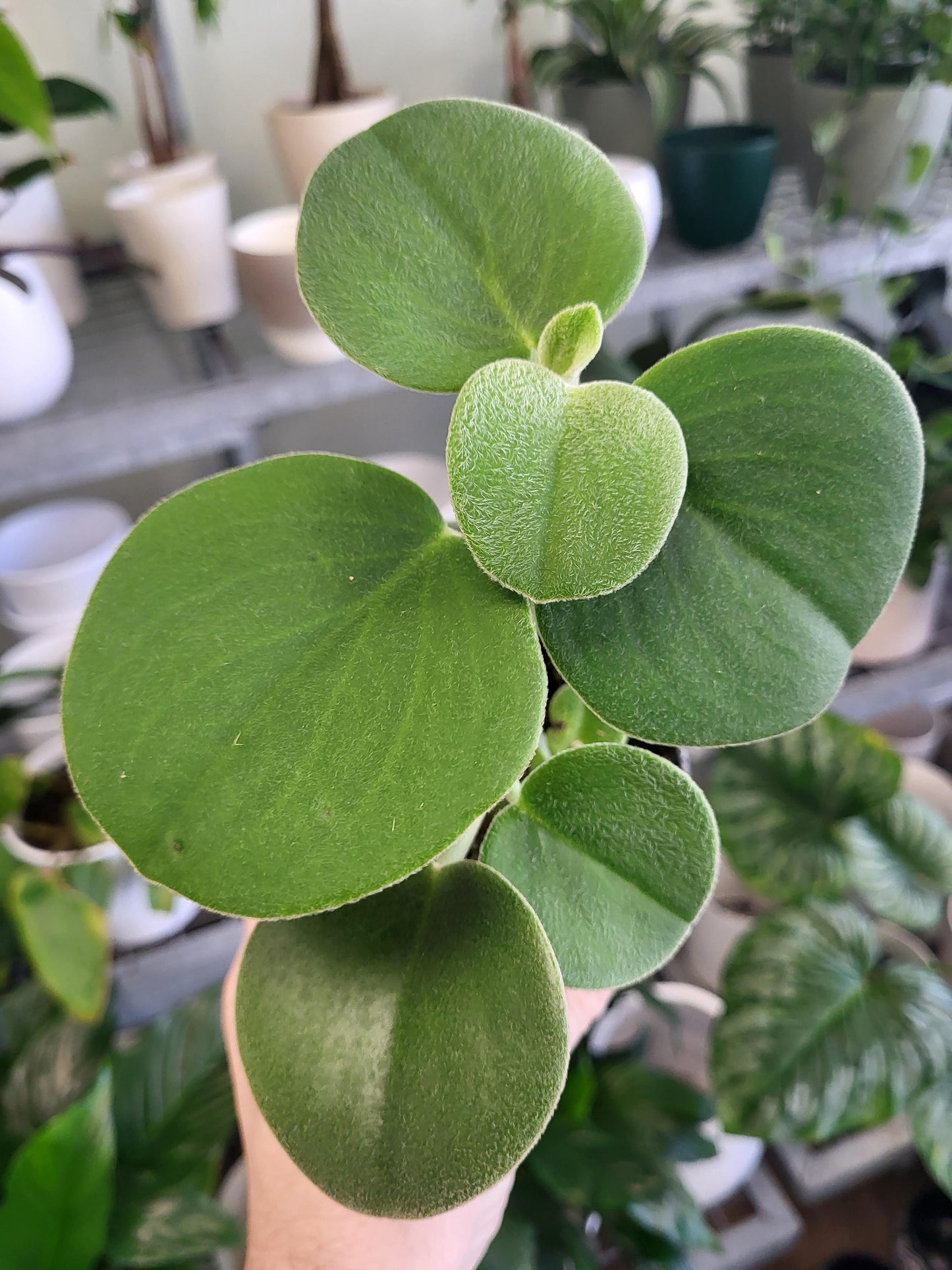 Peperomia incana
