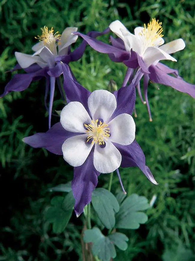 Aquilegia colorado ' Violet & White '