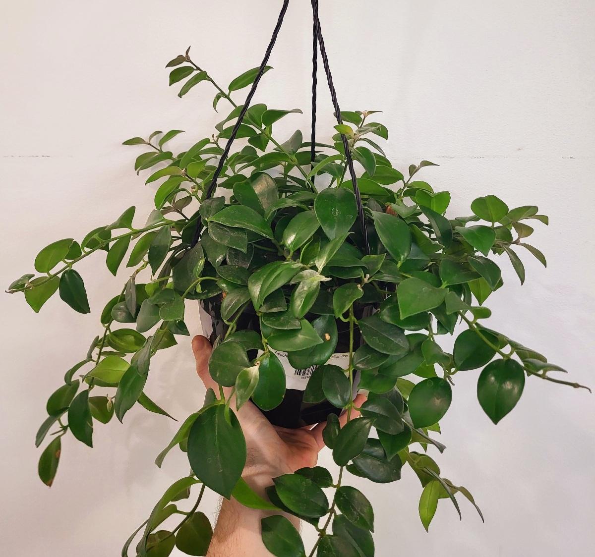 Aeschynanthus " Big Apple"