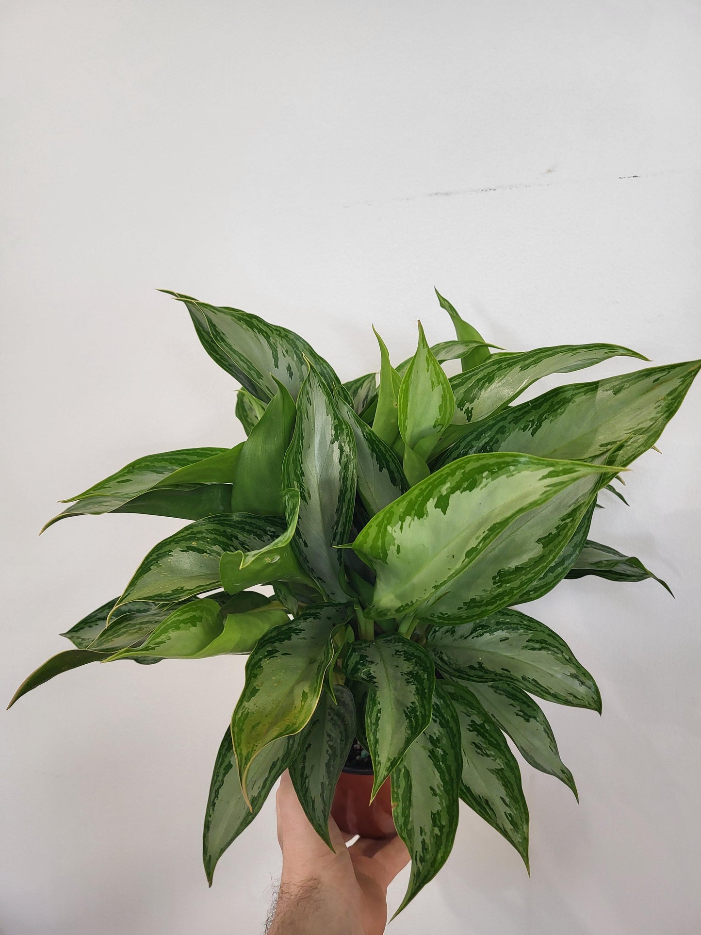 Aglaonema 'Crystal Bay' - Chinese Evergreen