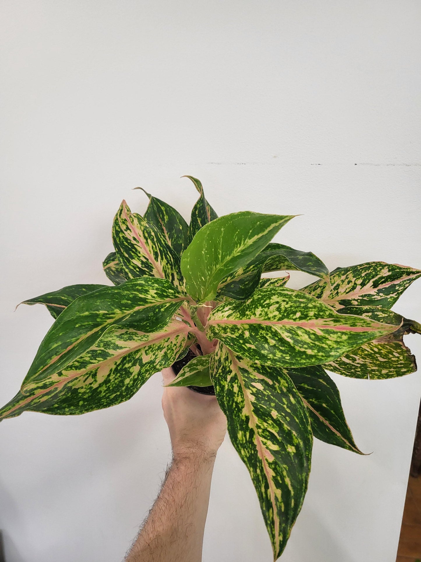 Aglaonema 'Dazzling Gem' - Chinese Evergreen