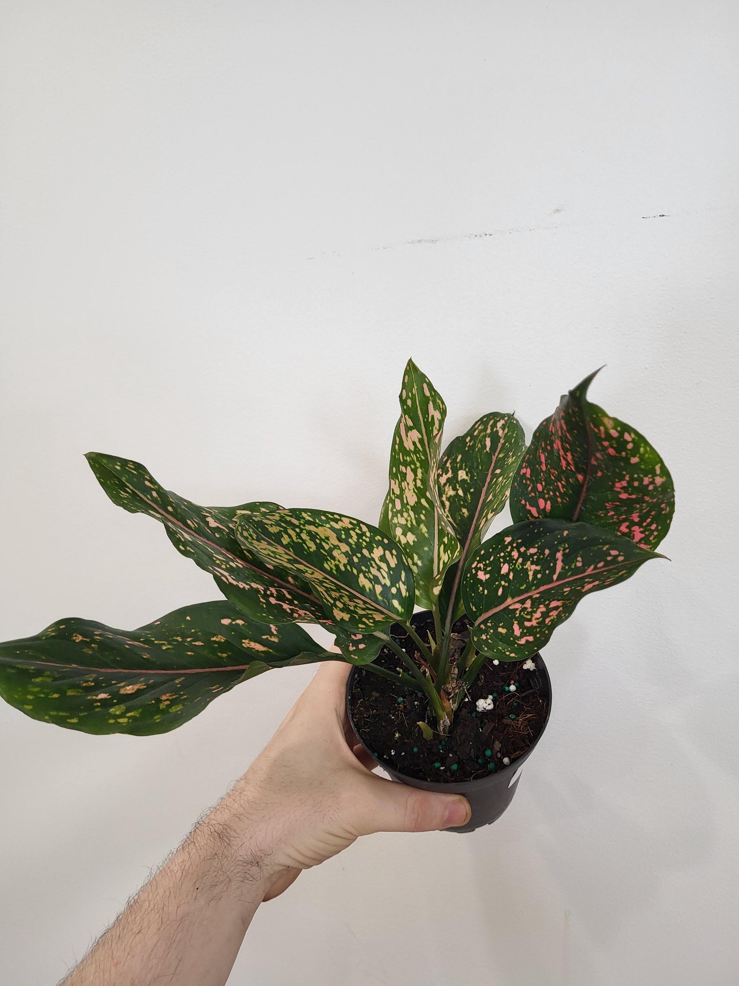 Aglaonema 'Pink Dalmation' - Chinese Evergreen