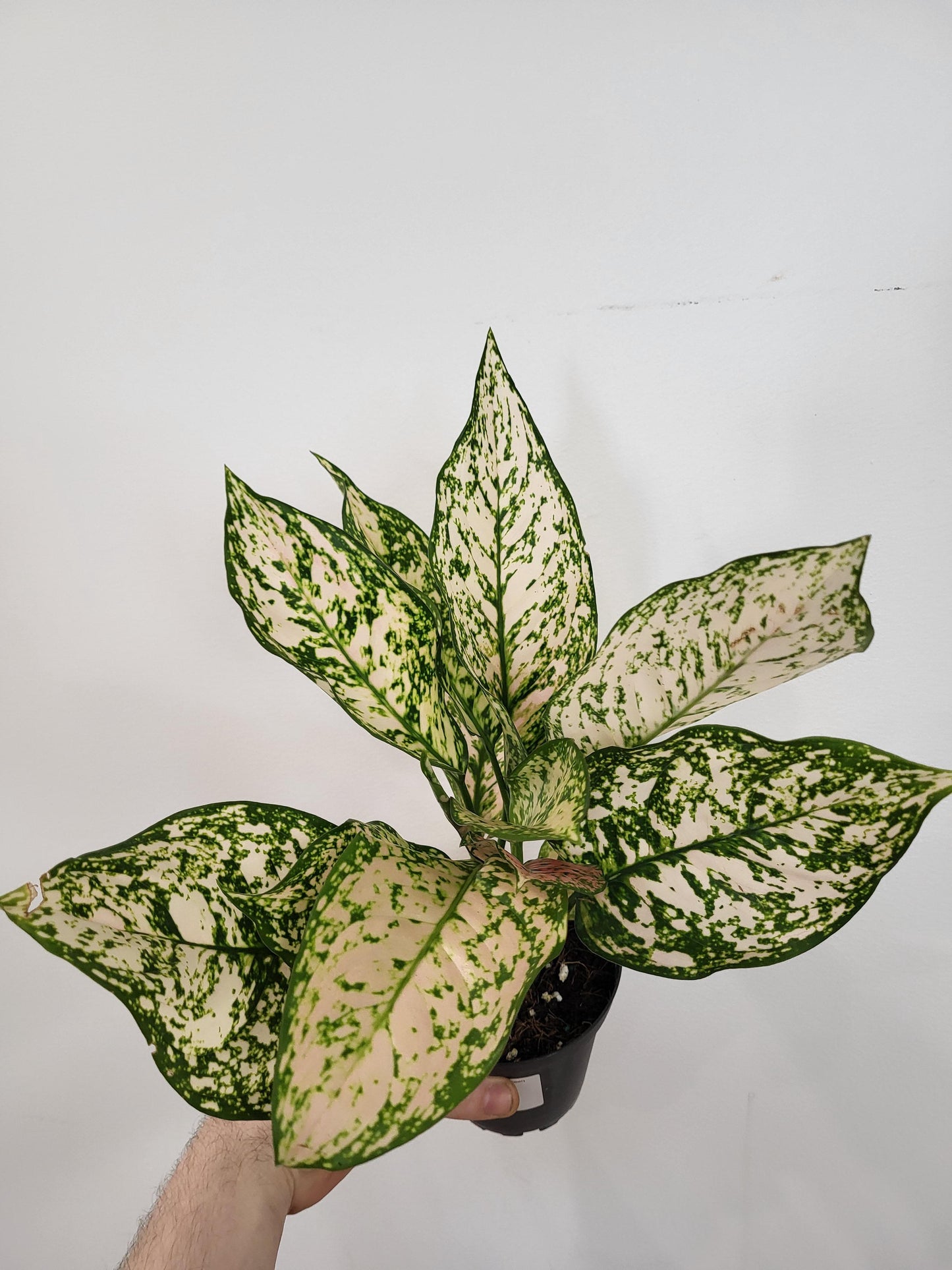 Aglaonema 'Pink Princess' - Chinese Evergreen