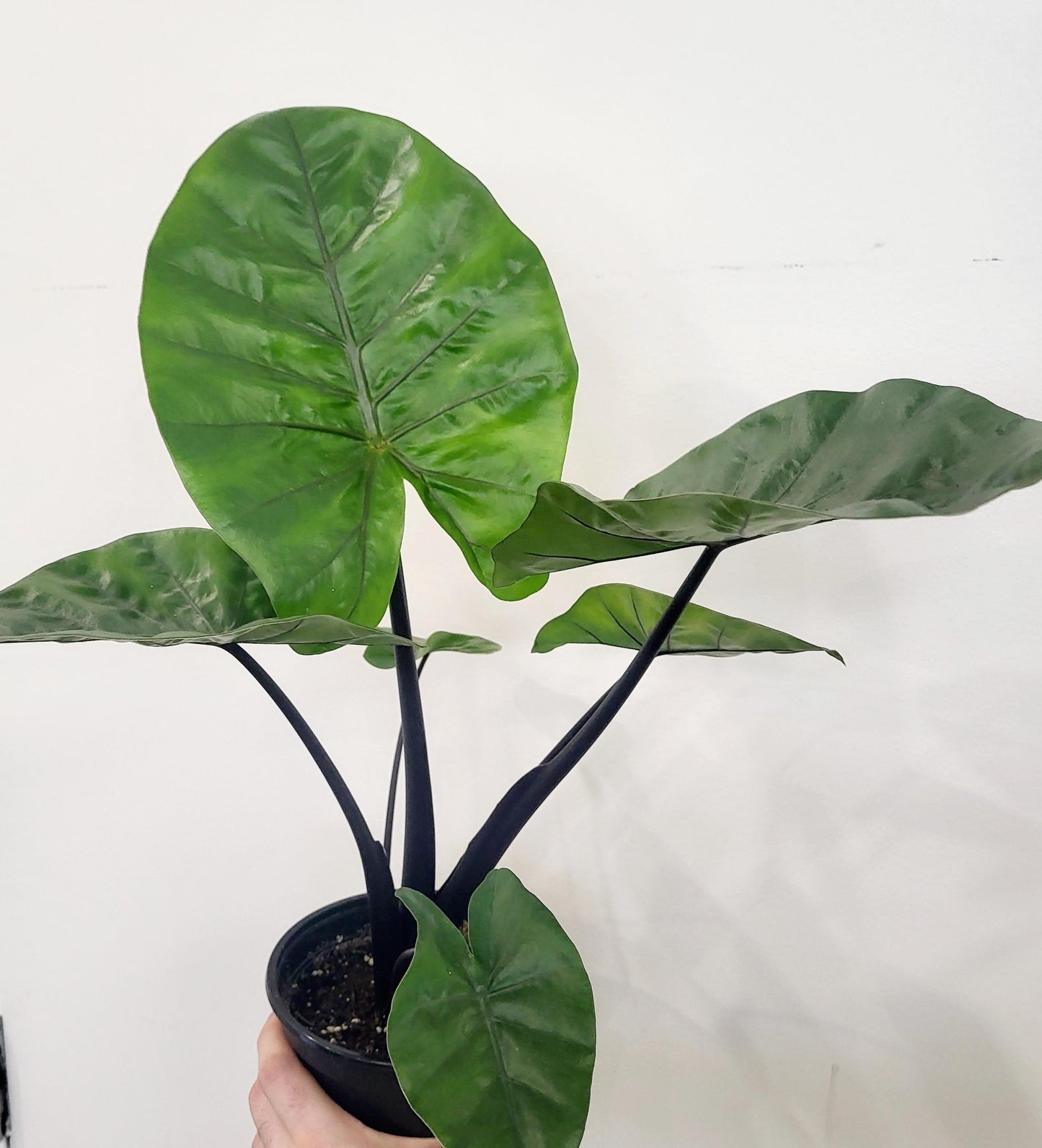 Alocasia ‘Dark Star’