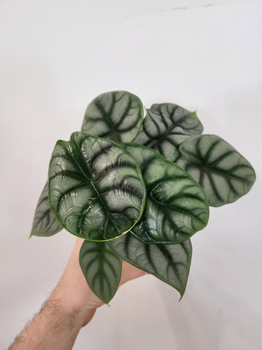 Alocasia ‘Silver Dragon’
