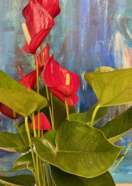 Anthurium