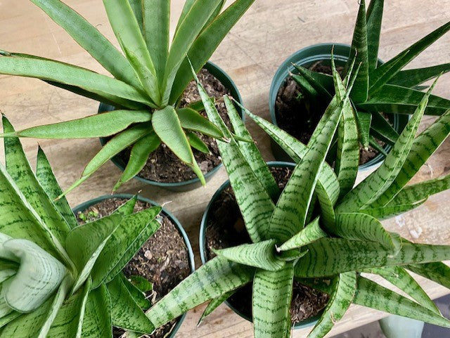 Assorted Sansevieria 6"