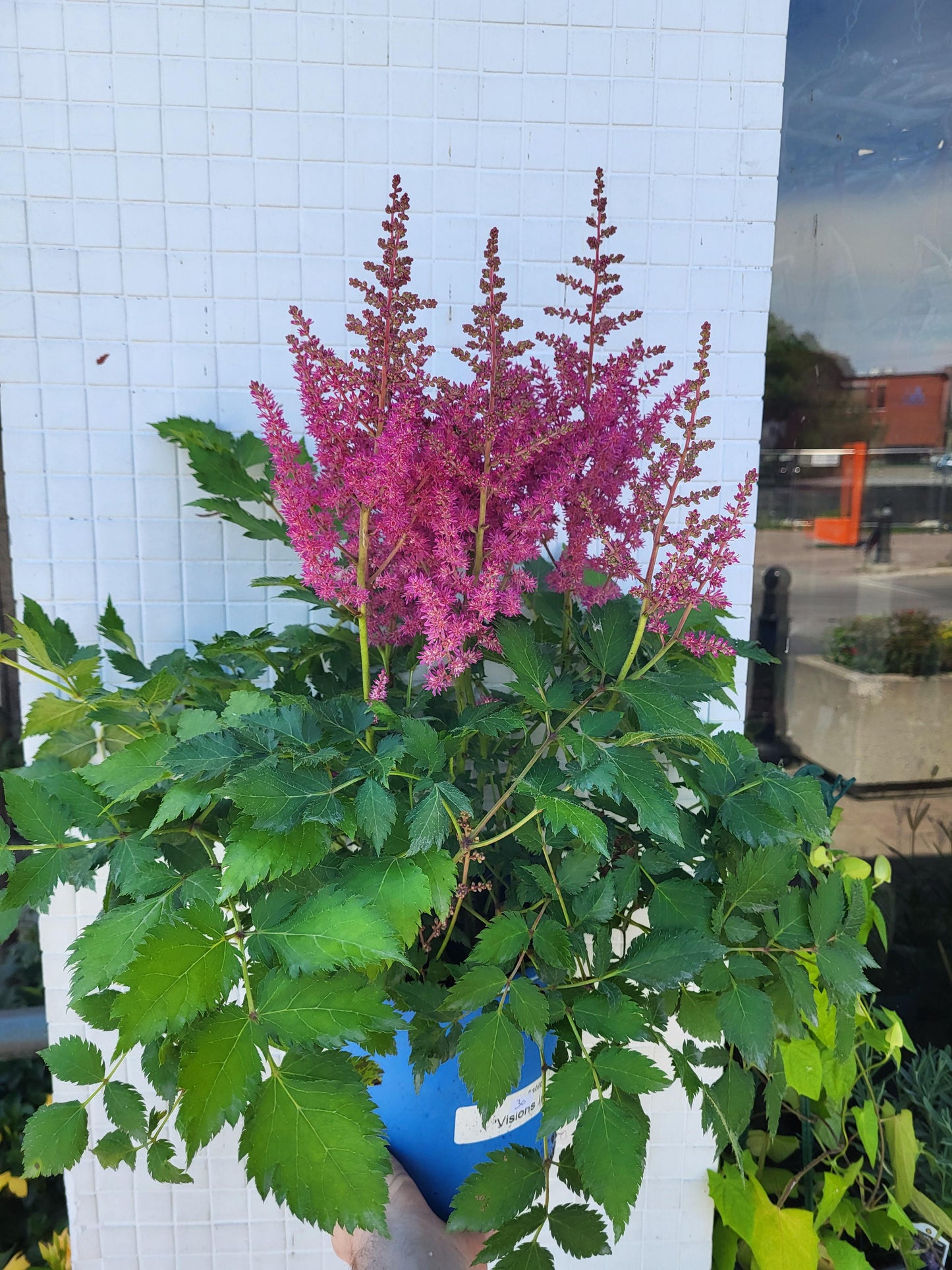 Astilbe chinensis 'Vision in Pink'