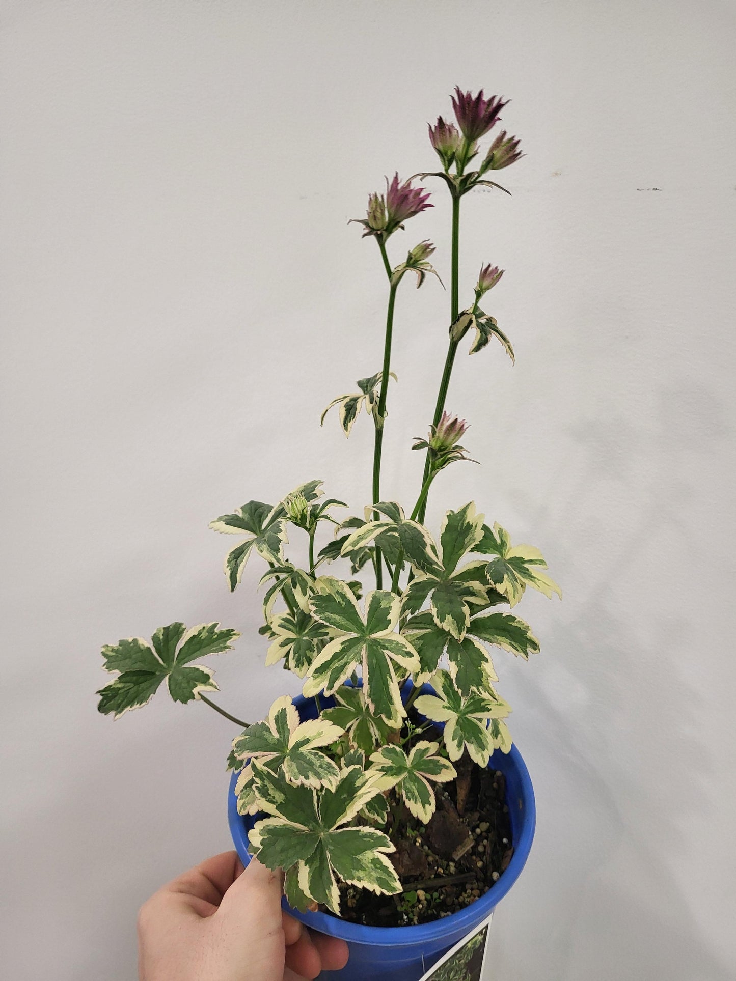 Astrantia major 'Vanilla Gorilla' - Variegated Masterwort