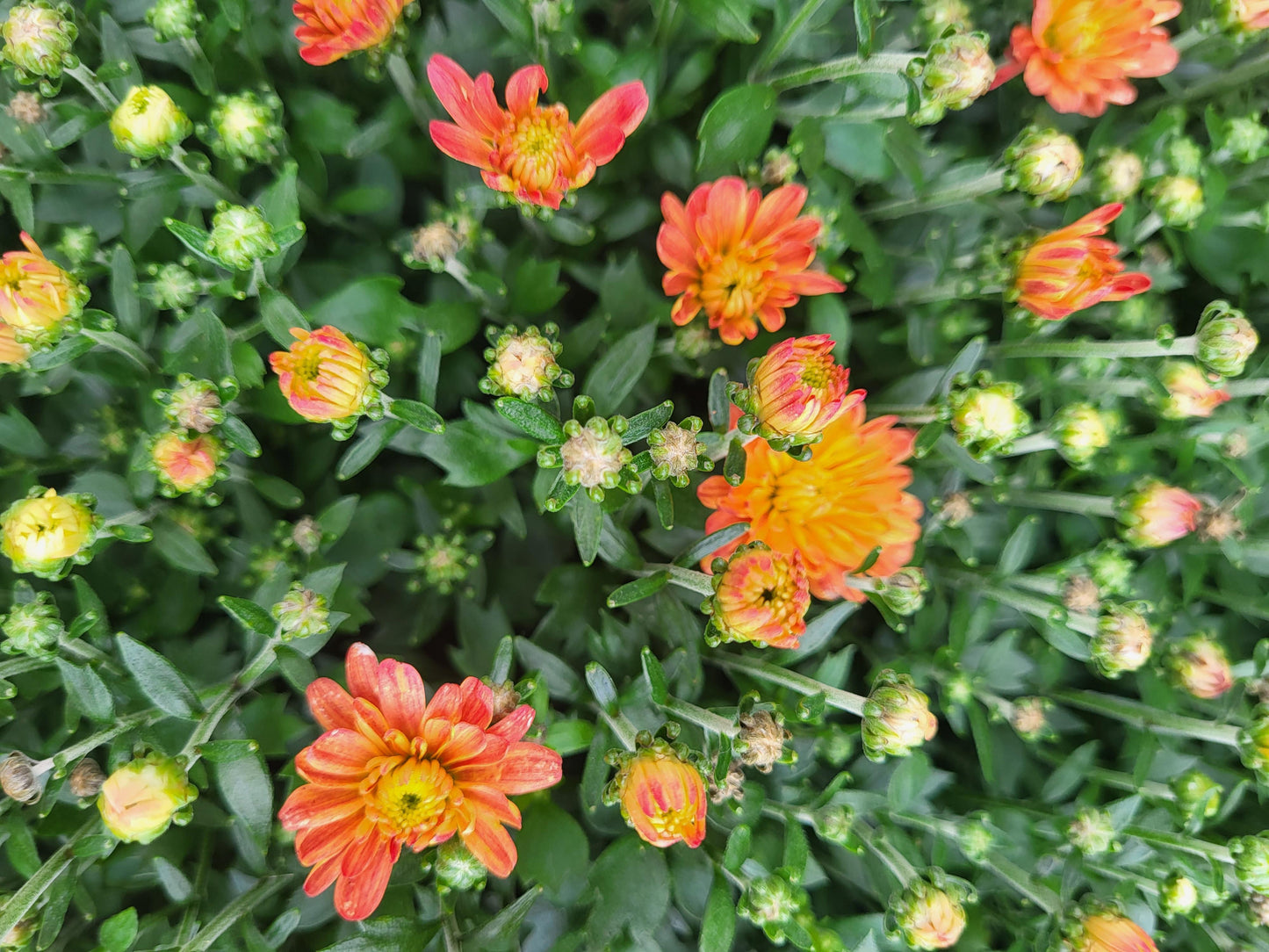 12" Potted Chrysanthemum - Annual Fall Mums