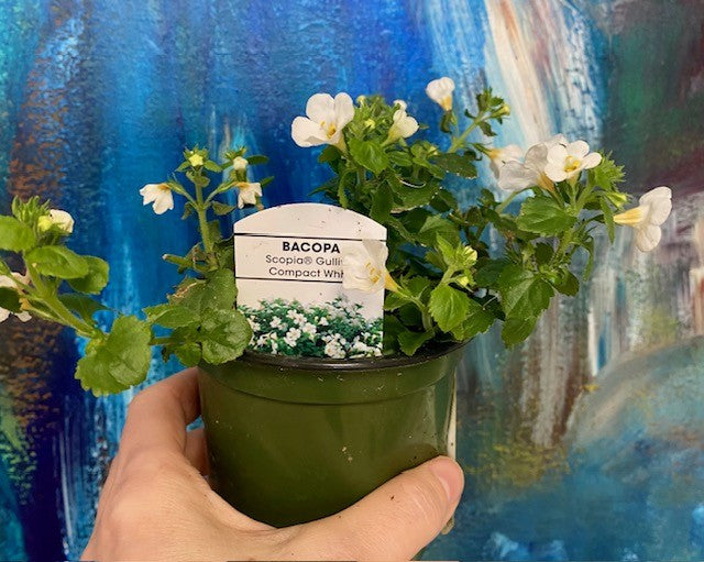 Bacopa 4"