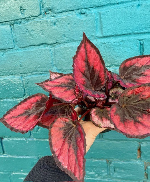 Begonia Red Kiss 4"