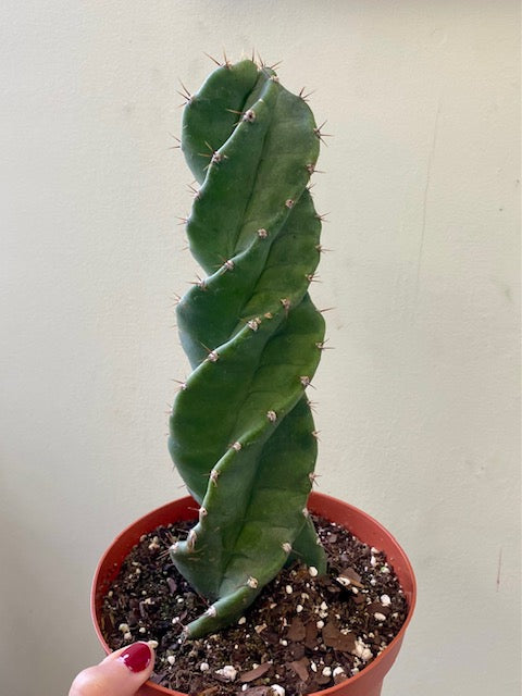 Cactus Spiral Cereus Forbesii Spiralis