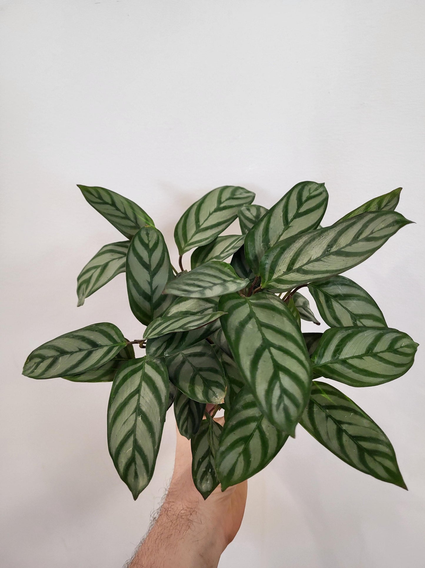 Calathea concinna 'Freddie' - Freddie Calathea