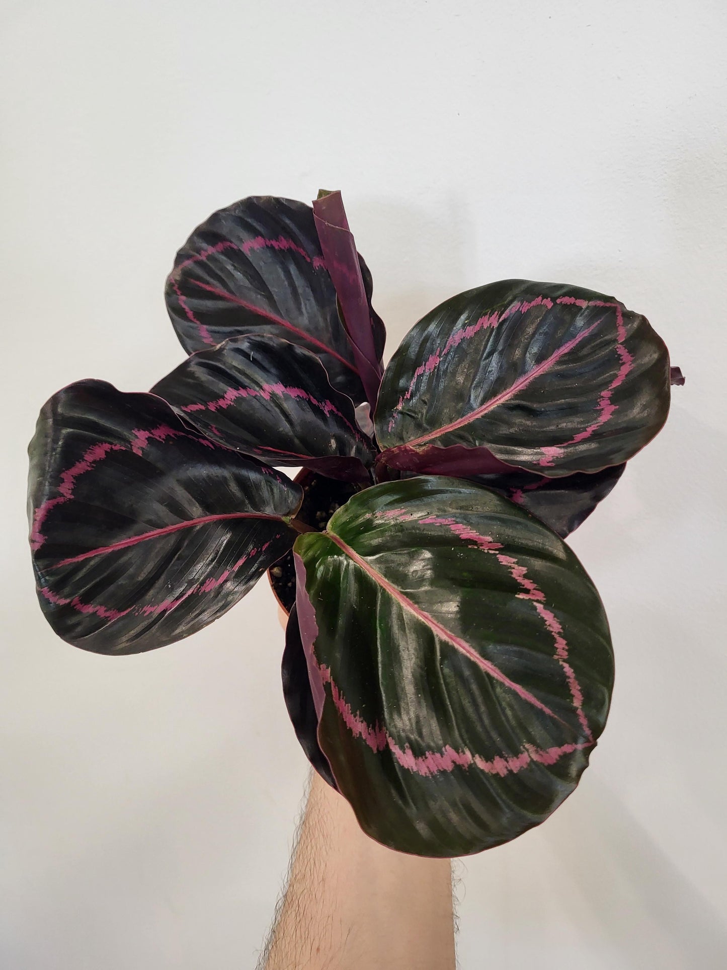 Calathea roseopicta 'Dottie' - Dottie Calathea