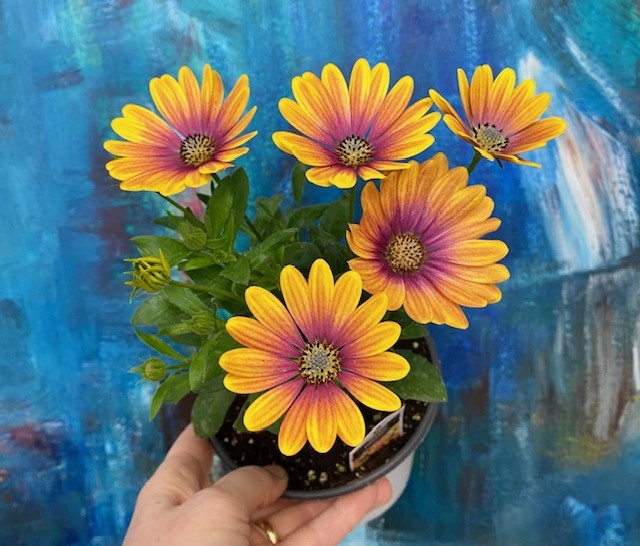 Cape Daisy/Osteospermum-Gelato Passion 5"