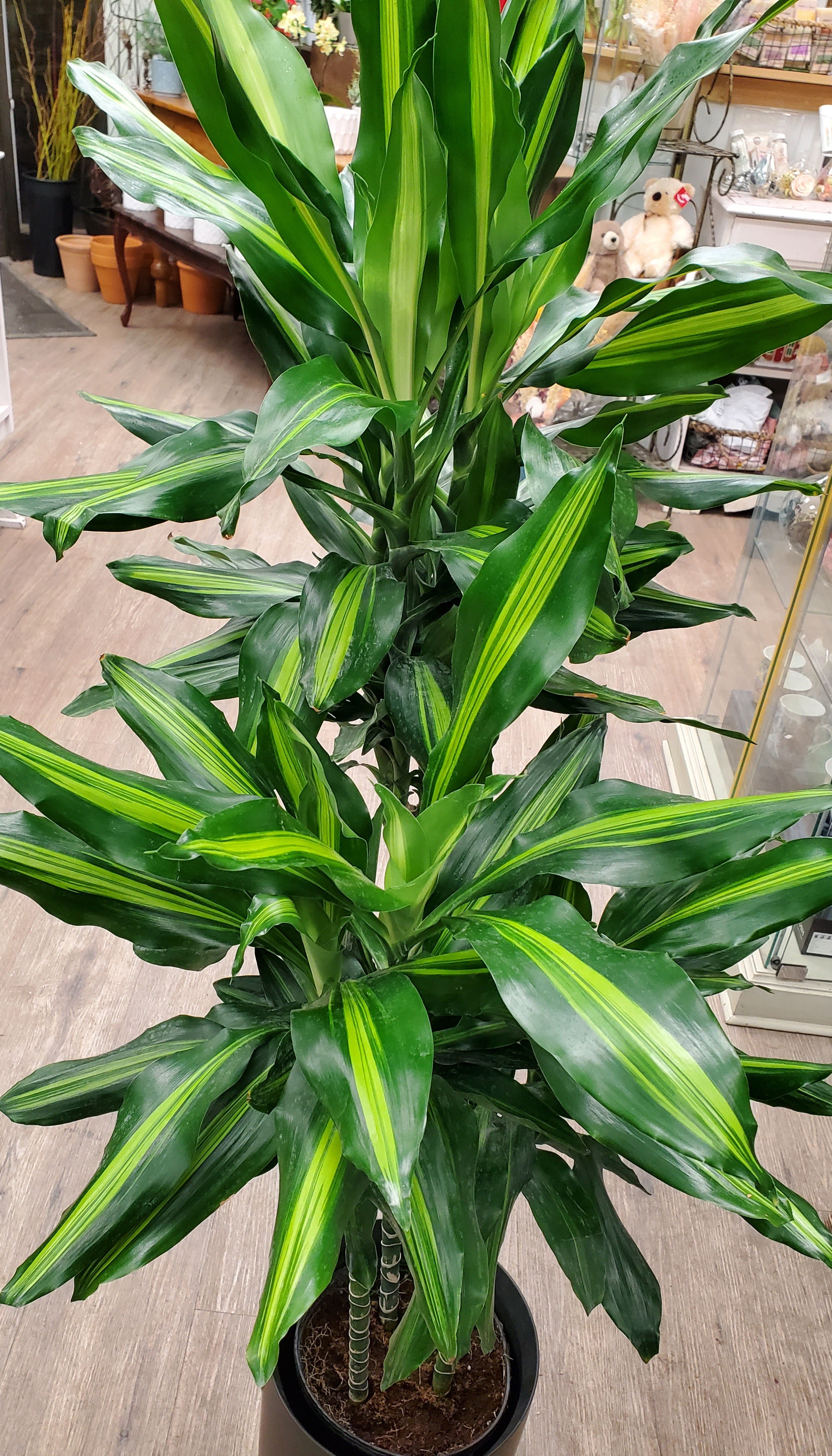 dracaena cintho cane Dracaena Cintho Cane 3-2-1 – Wild Willy's Plants and Flowers