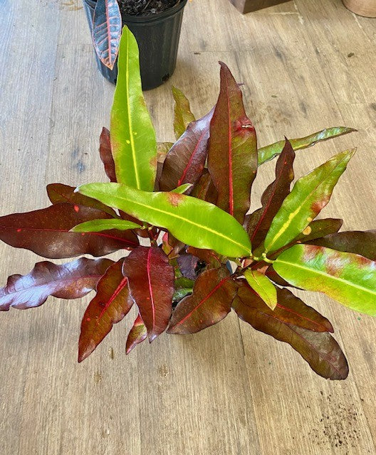 Croton Mango