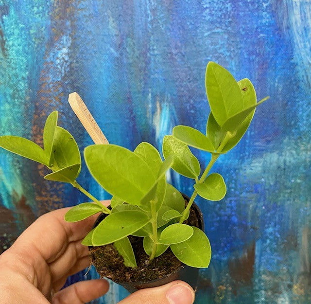 Hoya Cumingiana