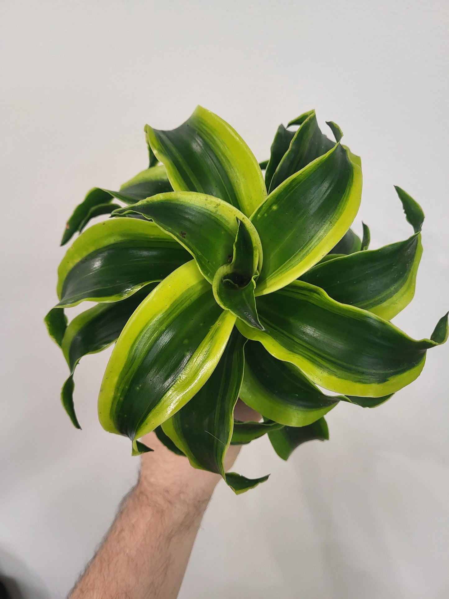 Dracaena fragrans 'Tornado' - Tornado Dragon Tree