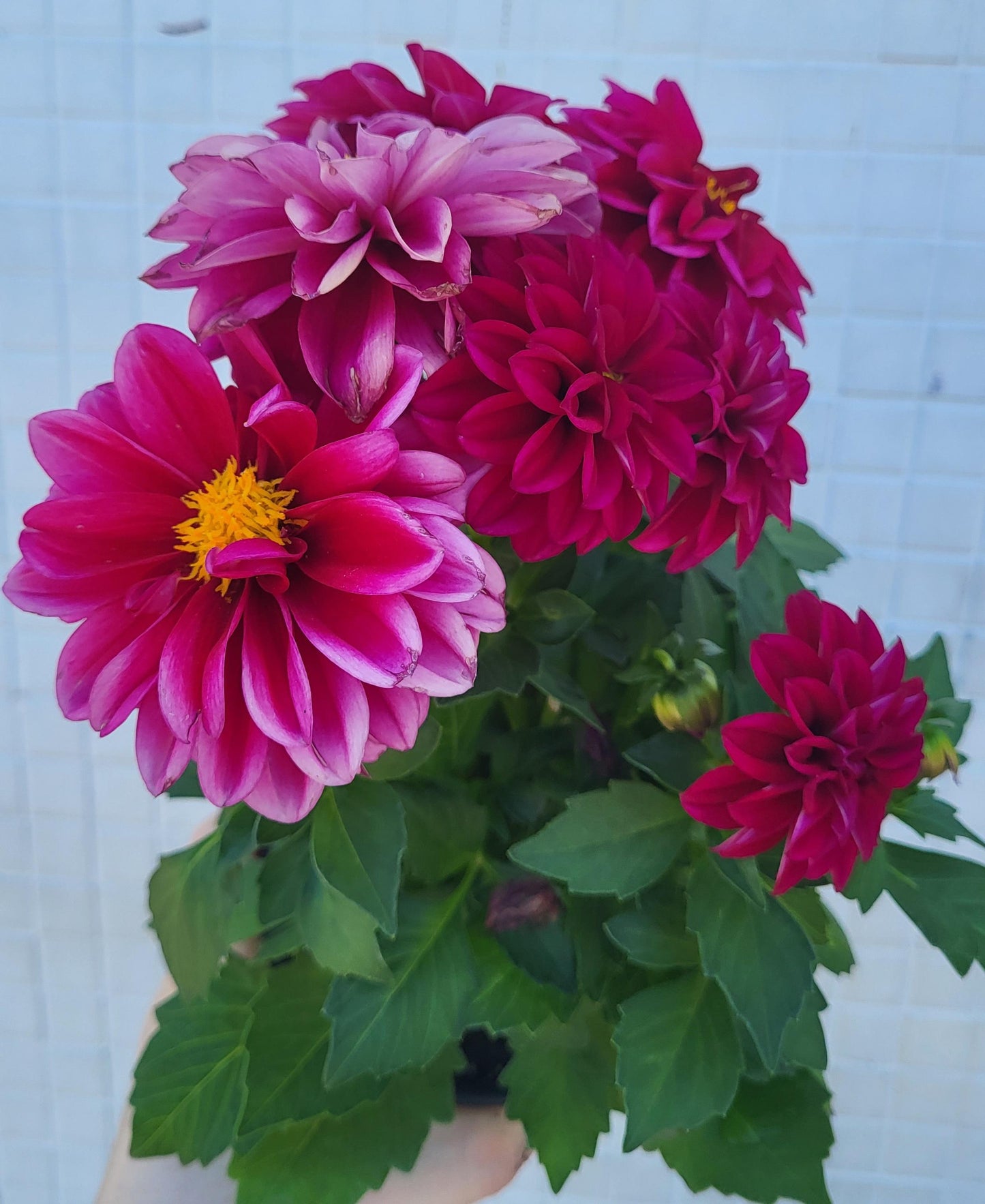 Dahlia mixed colors (assorted varieties)