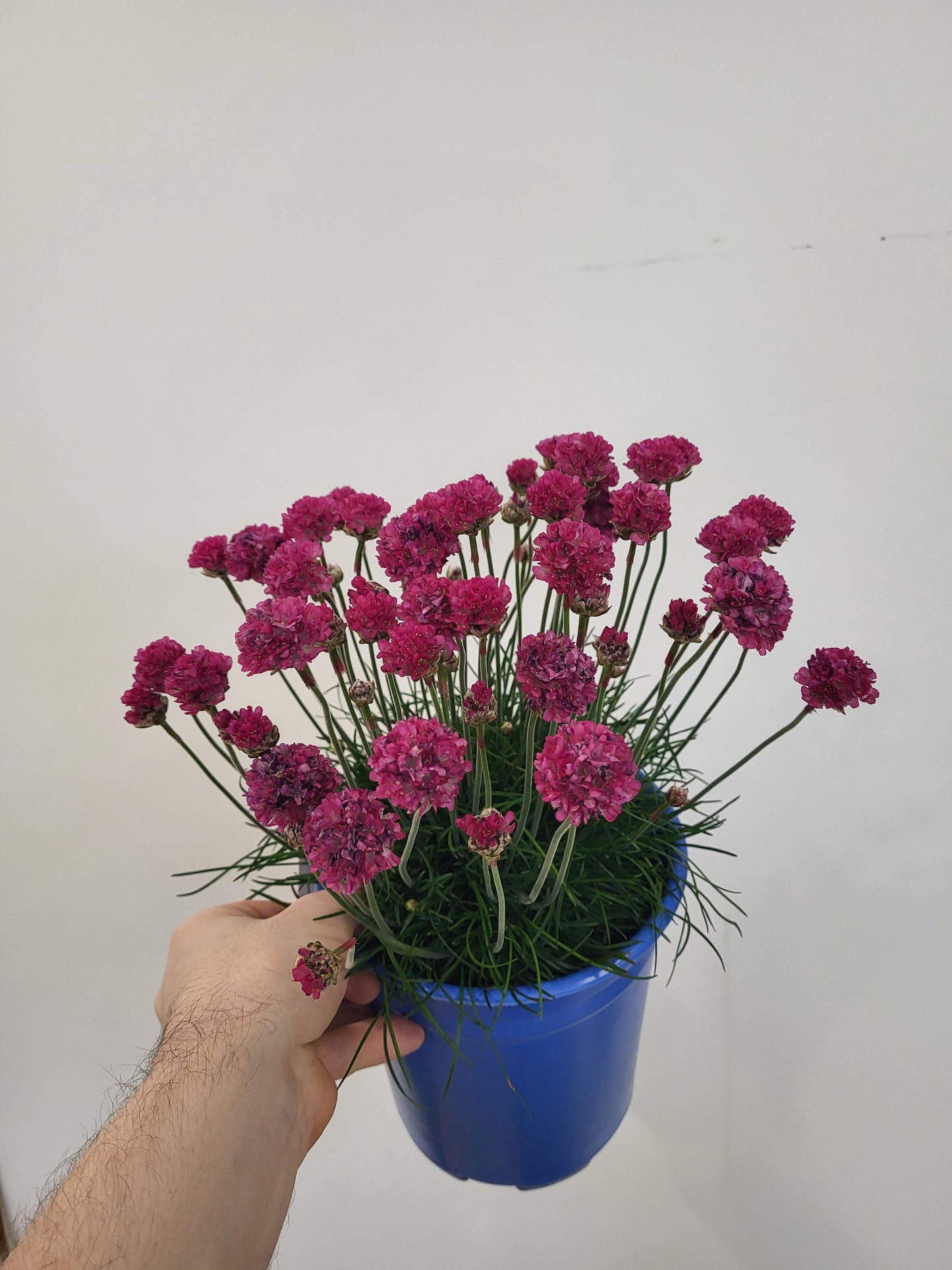 Armeria maritima 'Bloodstone' - Bloodstone Sea Thrift