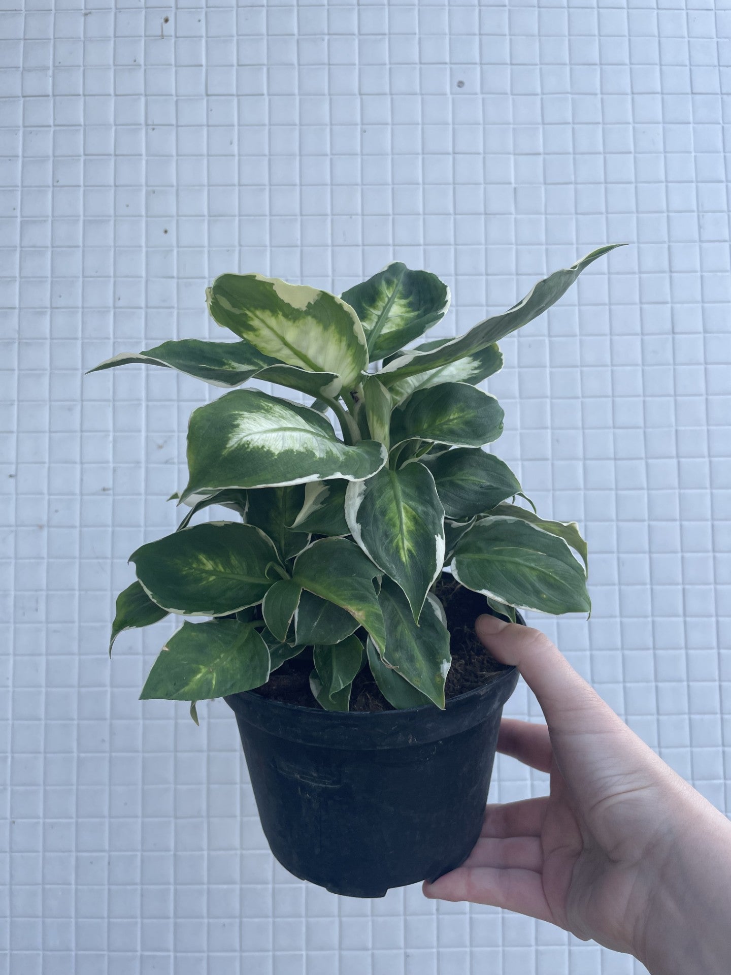 dieffenbachia cool beauty Dieffenbachia Cool Beauty 6" – Wild Willy's Plants and Flowers
