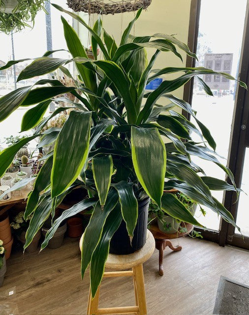 Dracaena Carmen Art