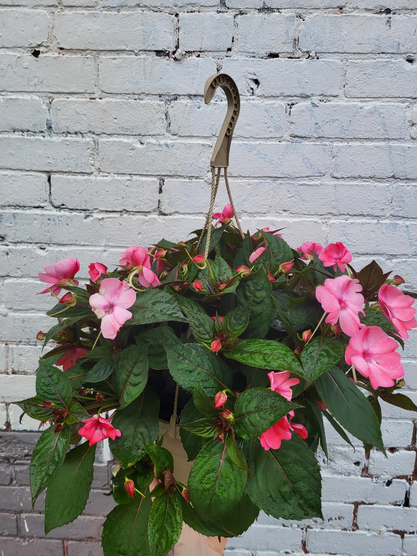 New Guinea Impatiens mixed colors
