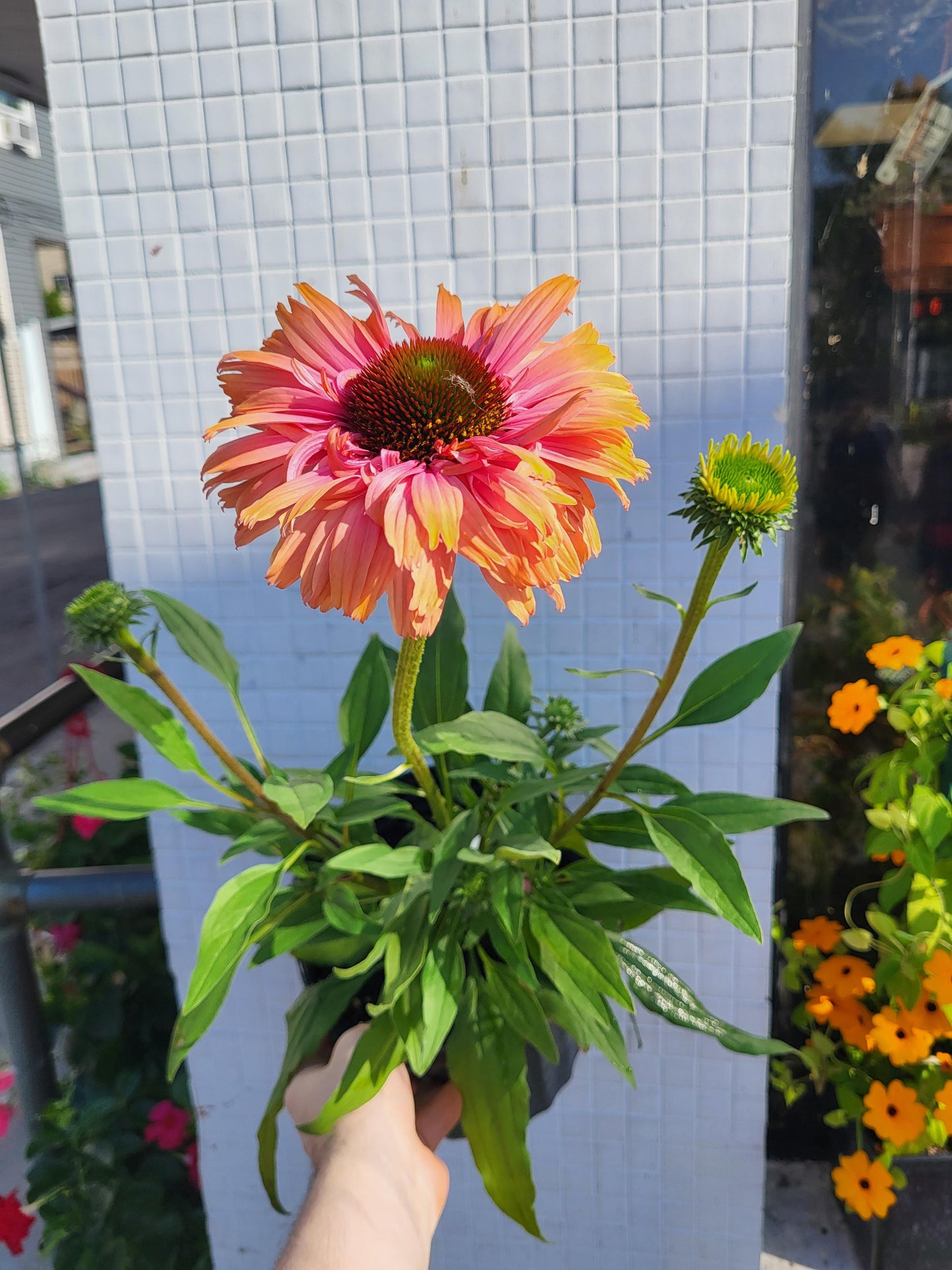 Echinacea 'Sunseekers Rainbow' - Coneflower