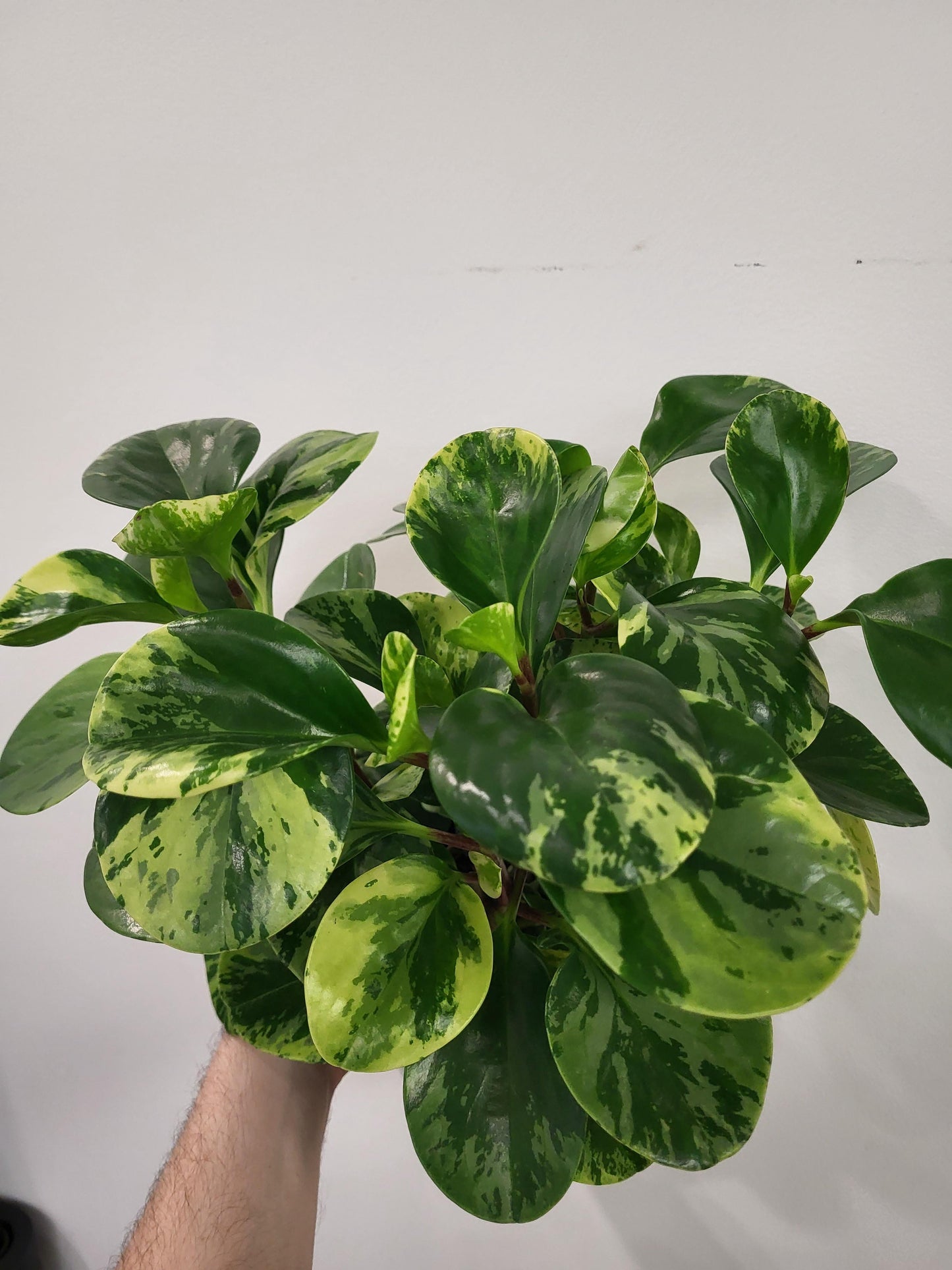 Peperomia obtusifolia 'Golden Gate' - Golden Gate Peperomia