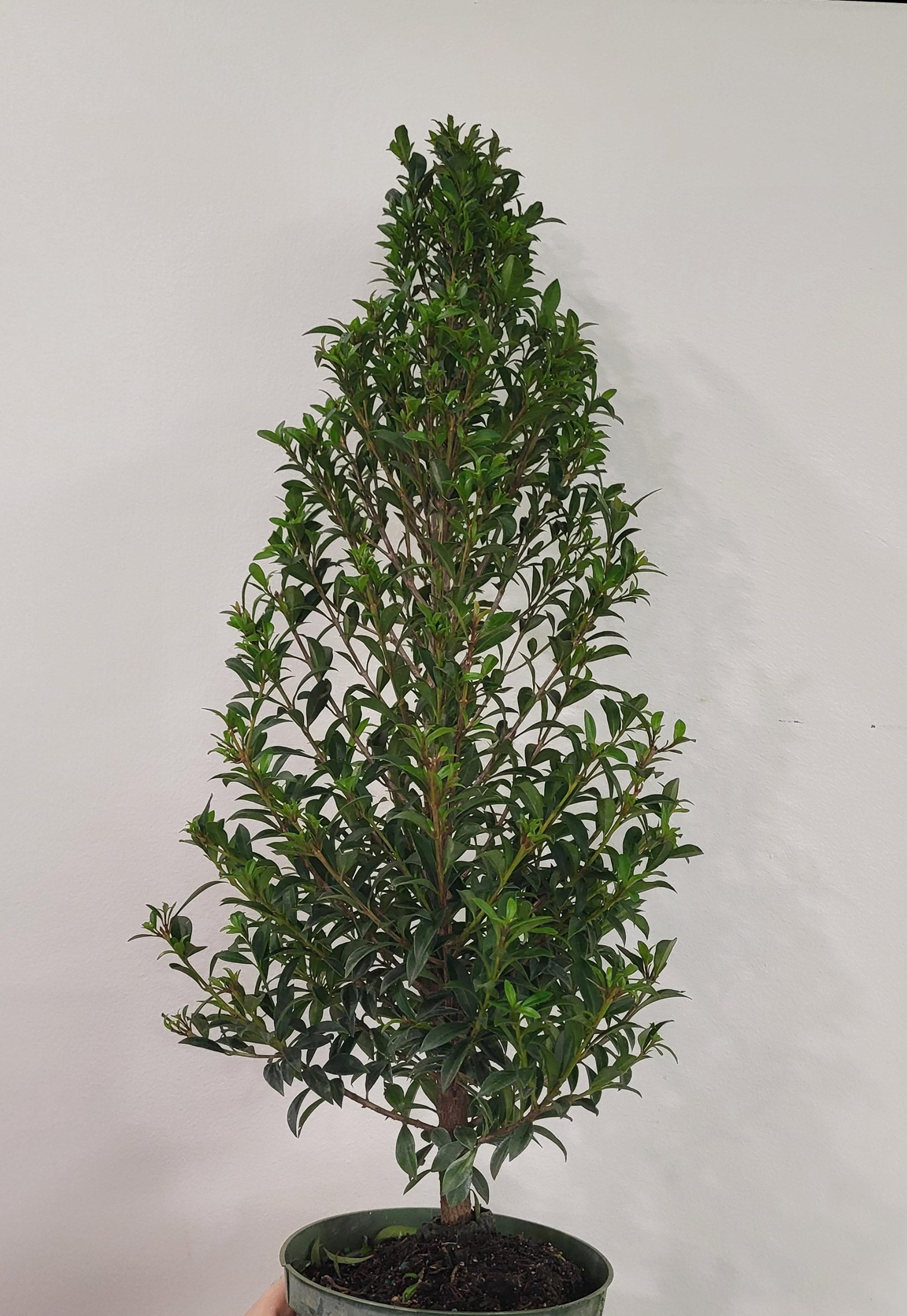 Eugenia globulus (Syzygium paniculatum) - Tropical Cherry Eugenia