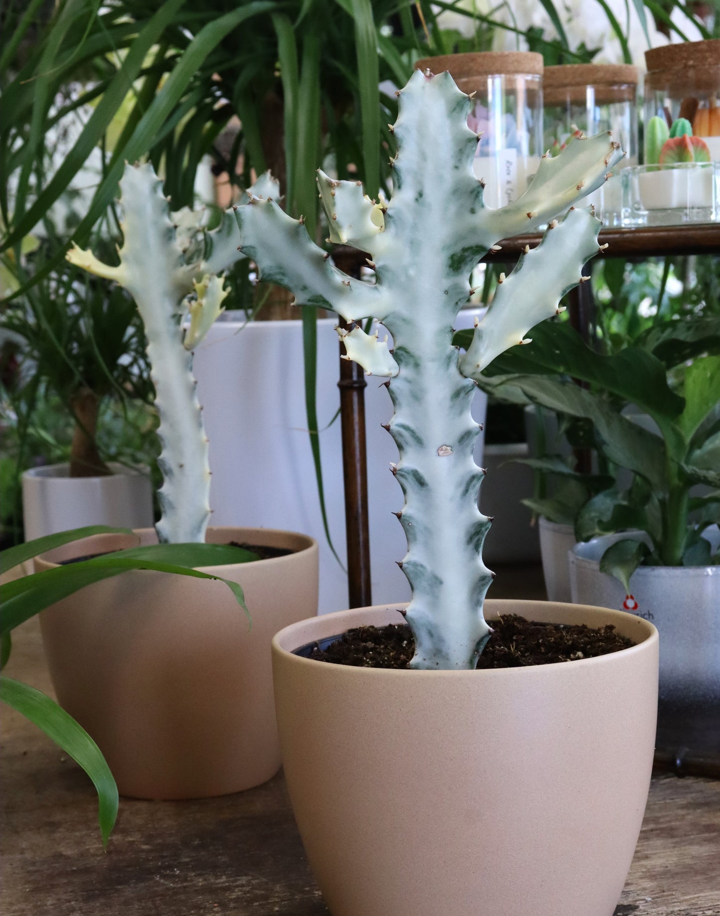 Euphorbia White Ghost 6"
