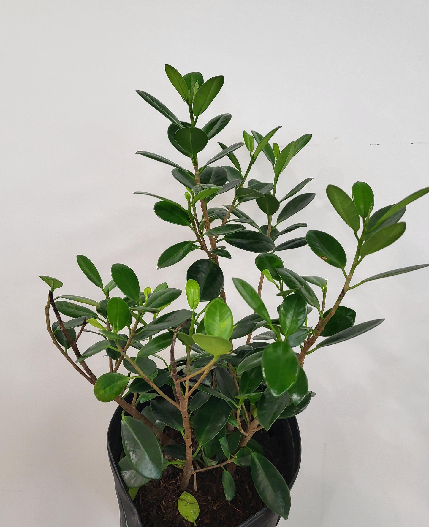 Ficus microcarpa 'Green Island" - Green Island Fig