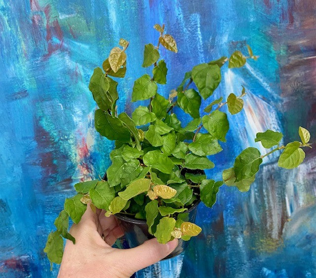 Ficus Pumila-Creeping Fig