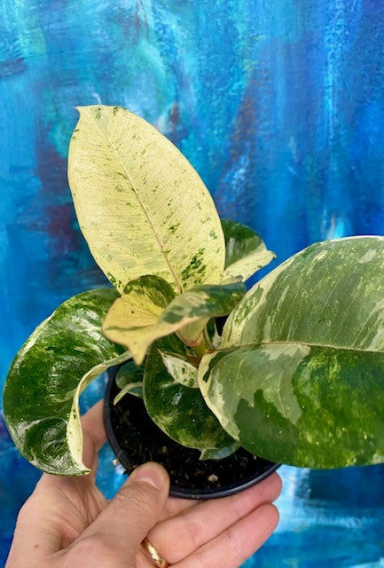 Ficus Shivereana 4"