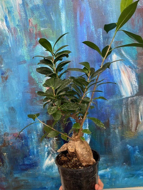 Ficus retusa "Bonsai" - Ginseng Ficus 'Bonsai'