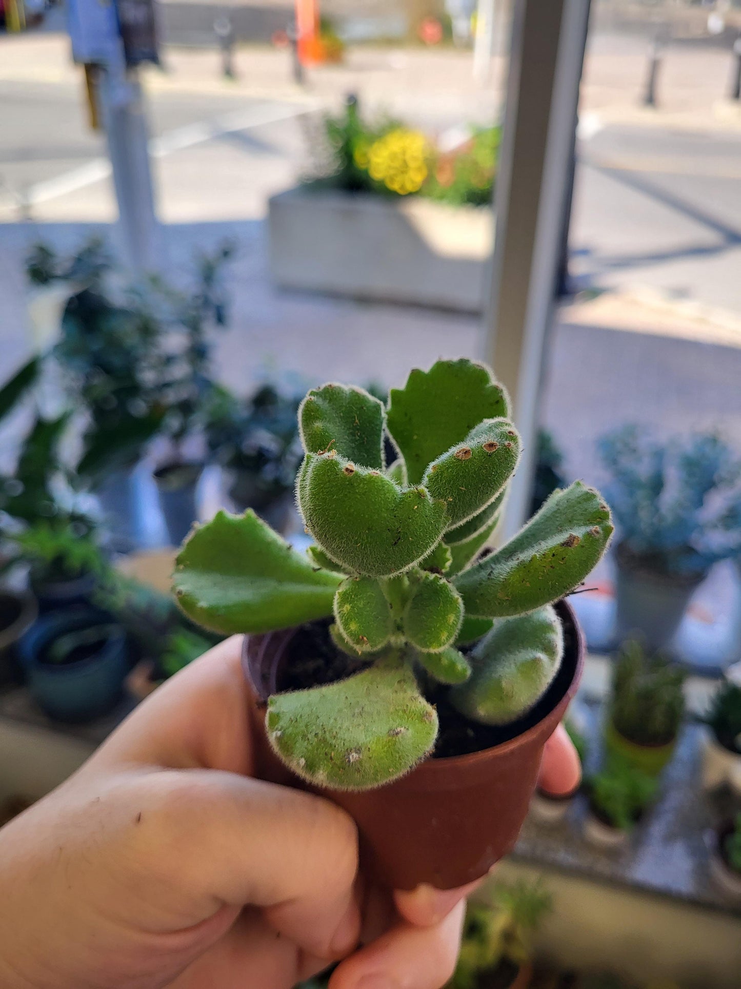 Cotyledon tomentosa - Bear Paws