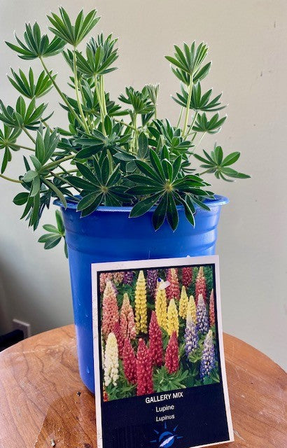 Lupins Gallery Mix (Lupinus)