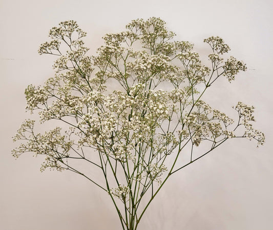 Baby's Breath Bundle (gypsophila)