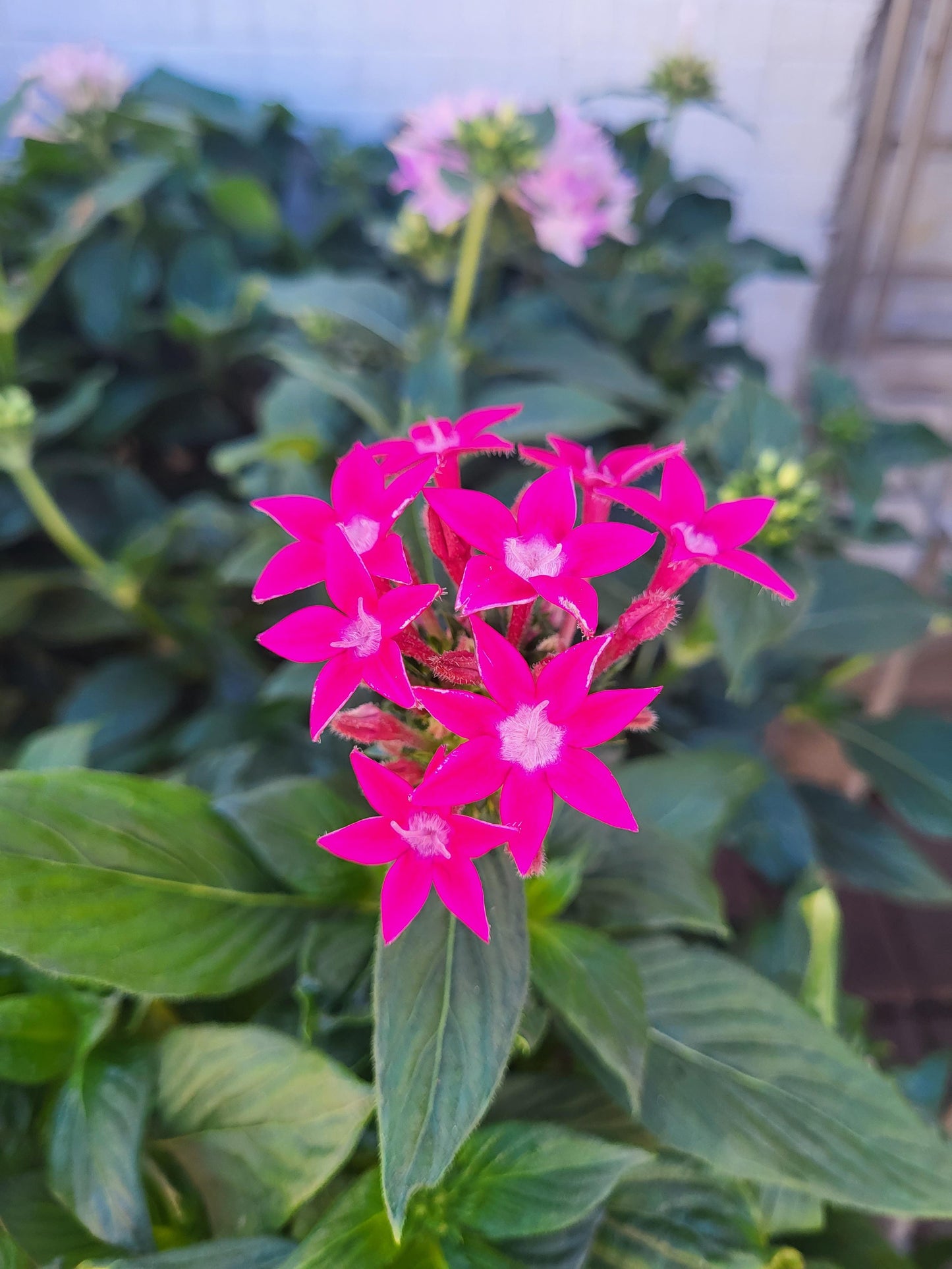 Pentas