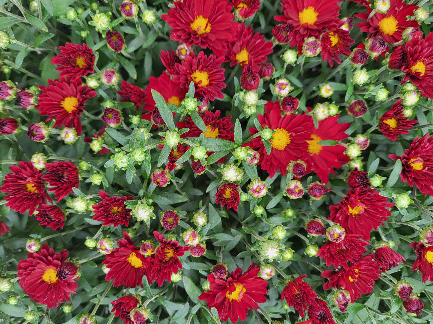 12" Potted Chrysanthemum - Annual Fall Mums